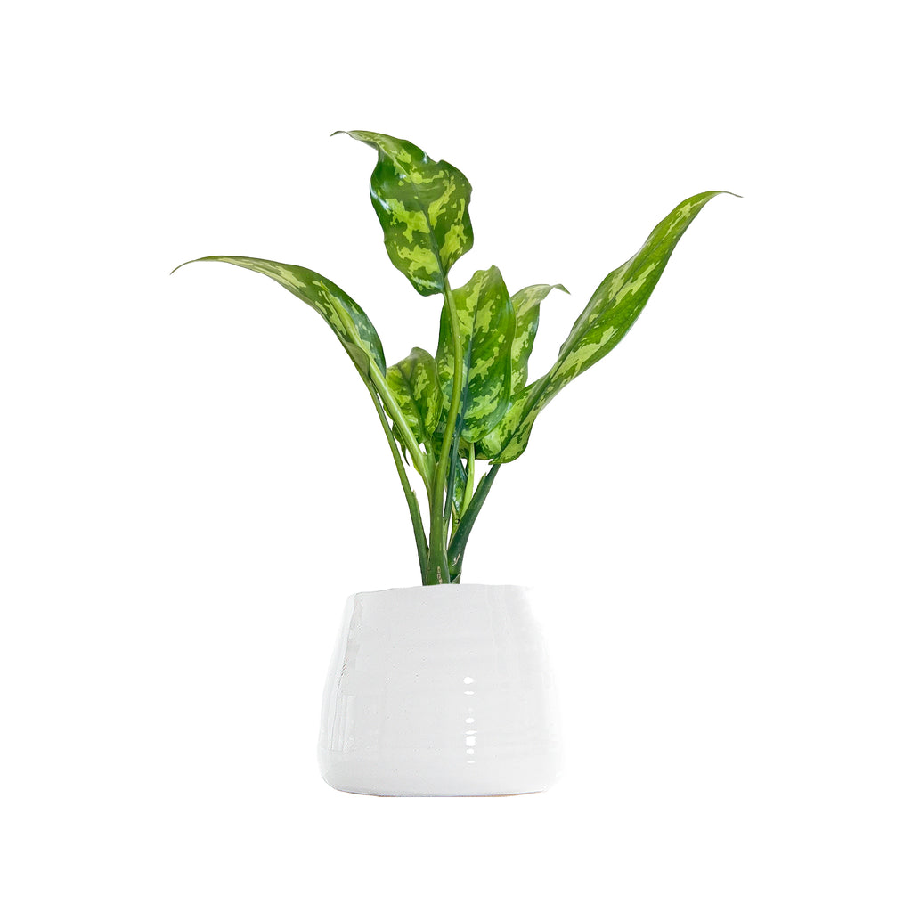 Chinese Evergreen Maria Small