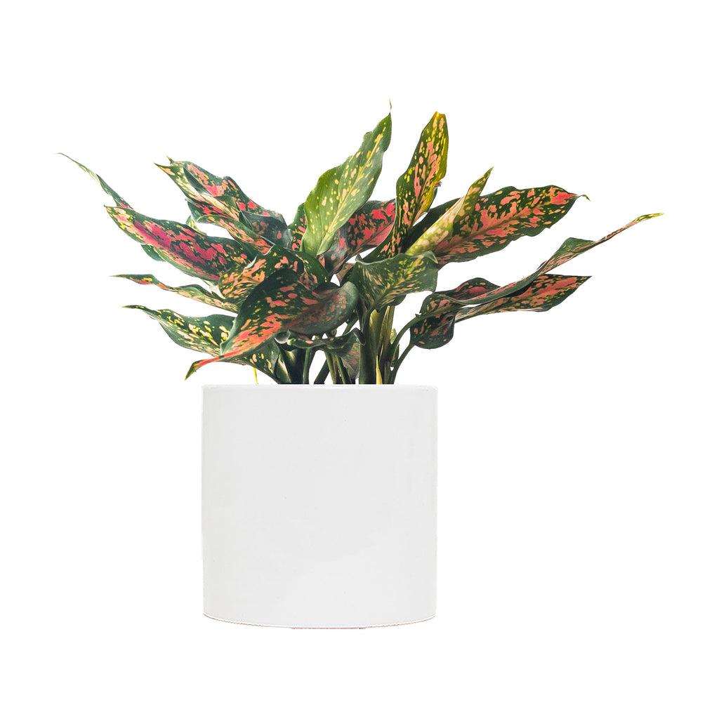 Chinese Evergreen Narrow Spinel Large