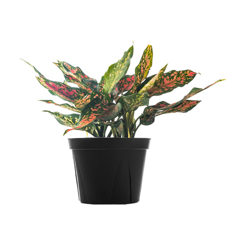Chinese Evergreen Narrow Spinel Large