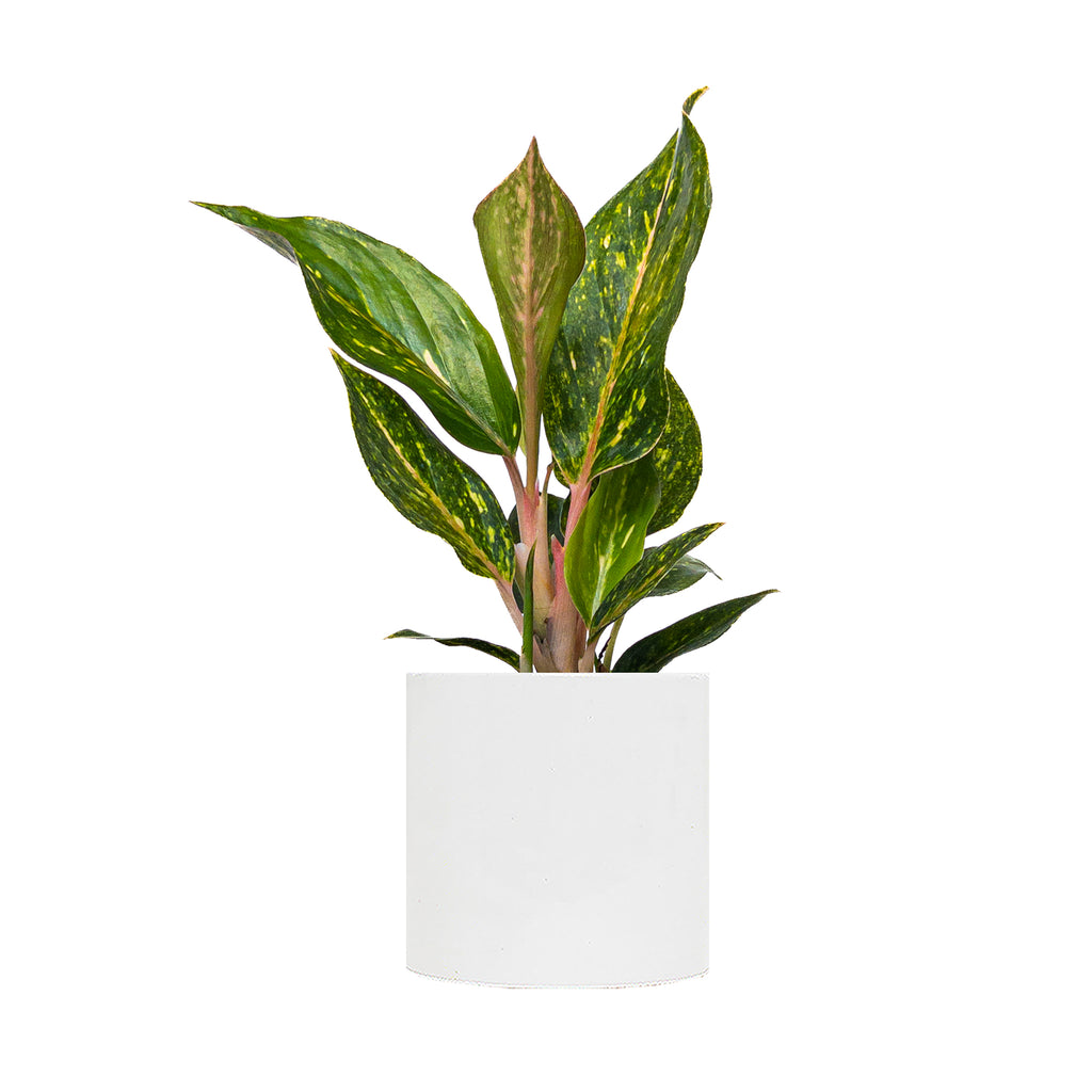 Chinese Evergreen Pink Pearl Small