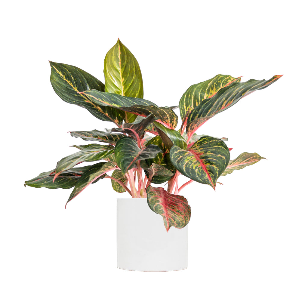 Chinese Evergreen Red Emerald Large