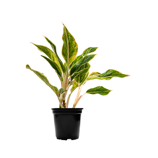 Chinese Evergreen Siam Pink - Small / Grow