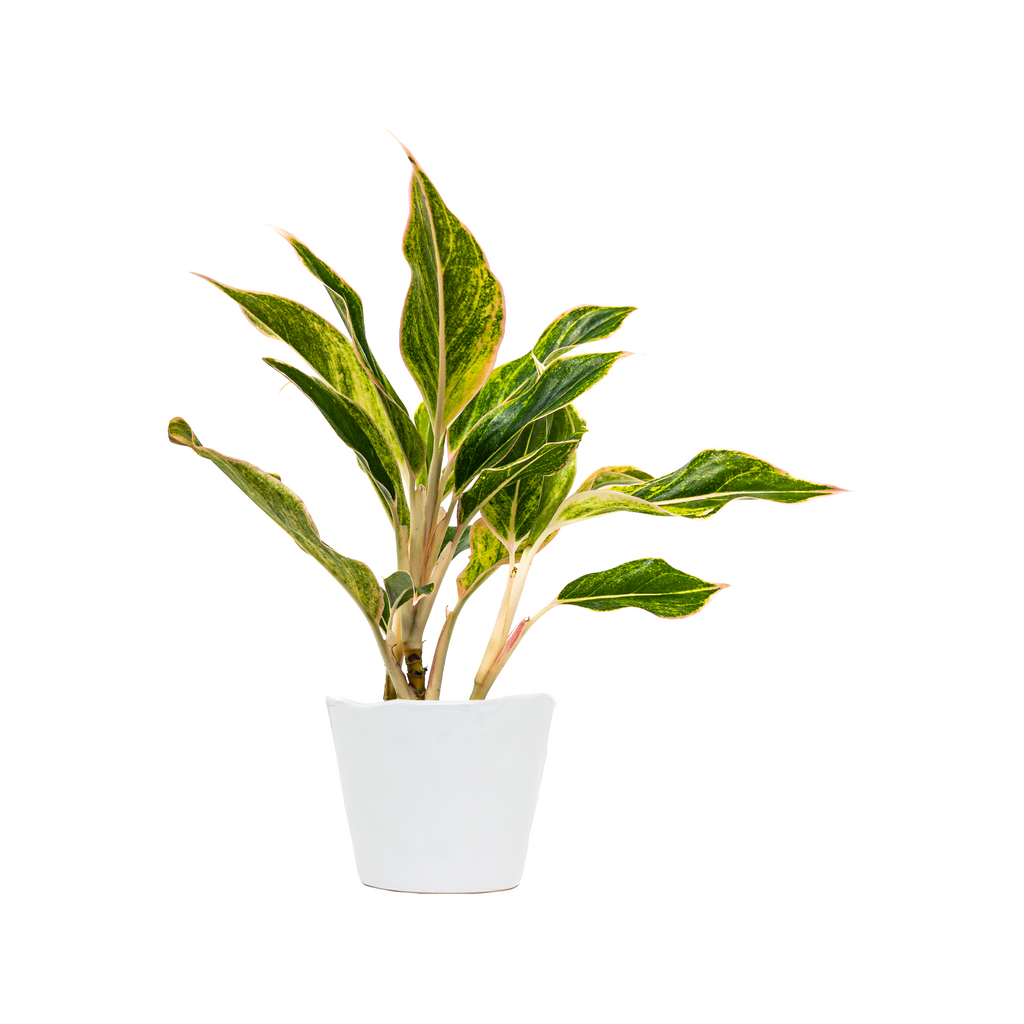 Chinese Evergreen Siam Pink Small