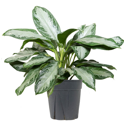 Chinese Evergreen Silver Bay Extra Large