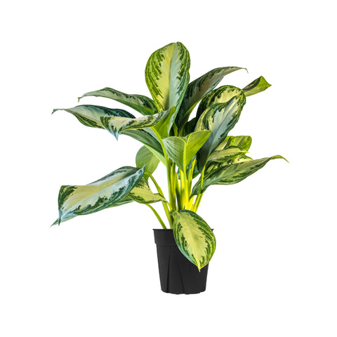 Chinese Evergreen Silver Bay Large