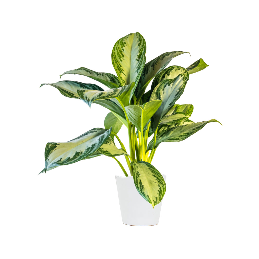 Chinese Evergreen Silver Bay Large