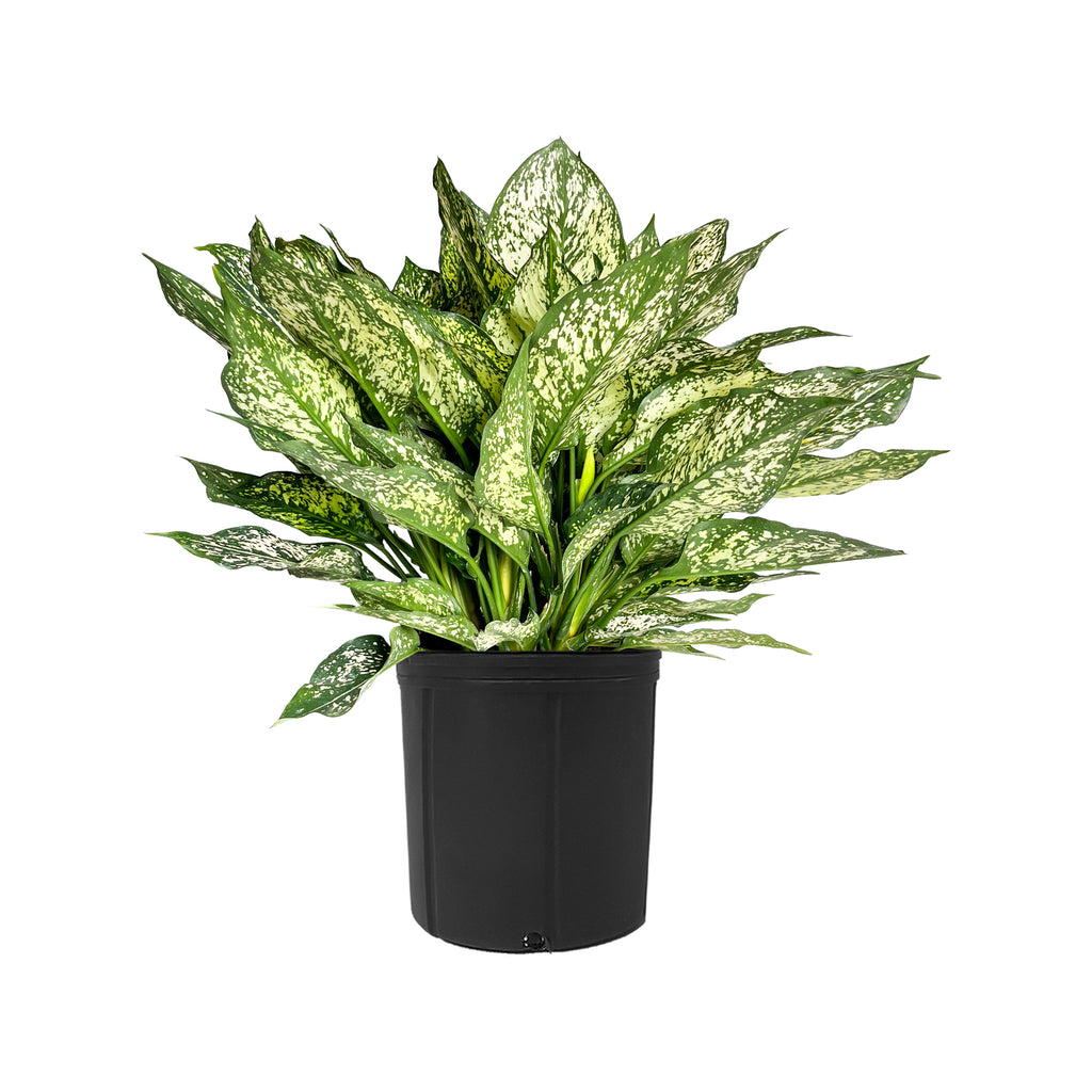 Chinese Evergreen Spring Snow Extra Large