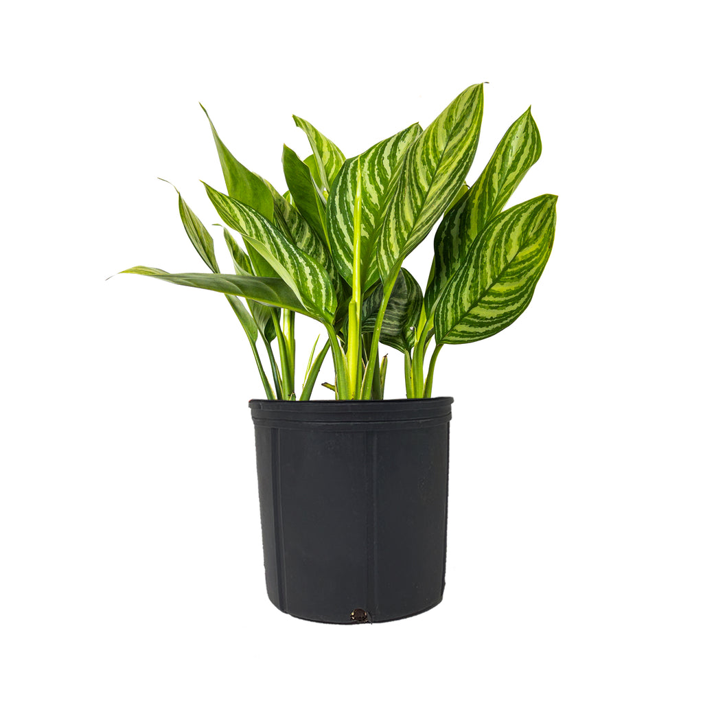Chinese Evergreen Stripes Extra Large