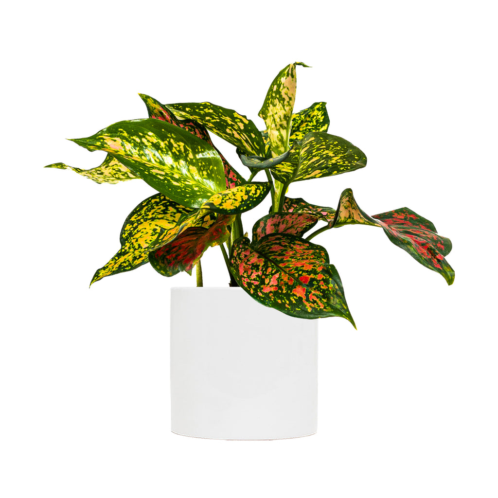 Chinese Evergreen Lady Valentine Large