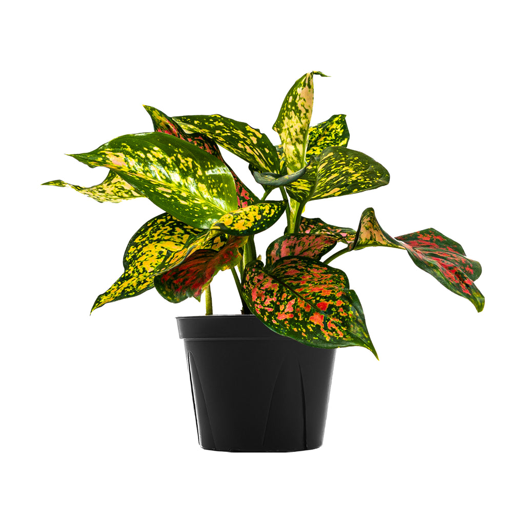 Chinese Evergreen Lady Valentine Large