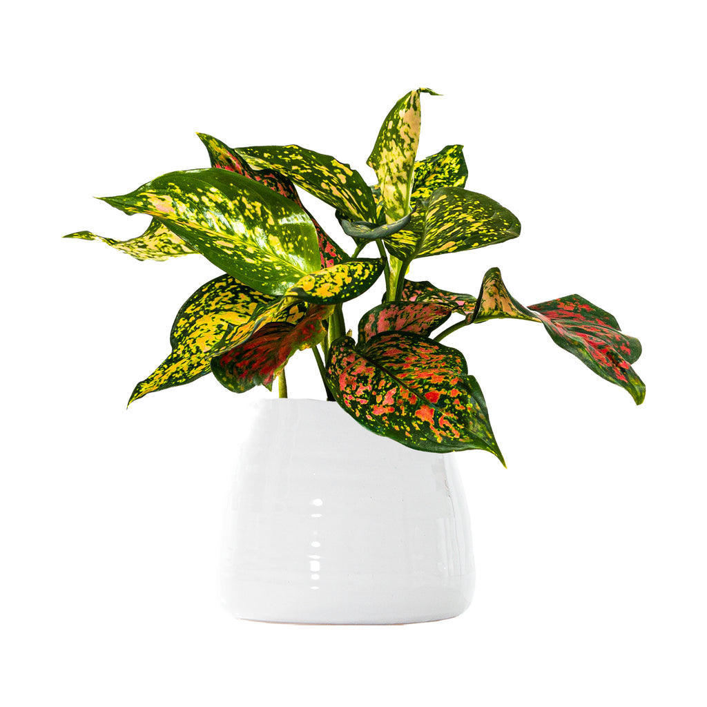 Chinese Evergreen Lady Valentine Large