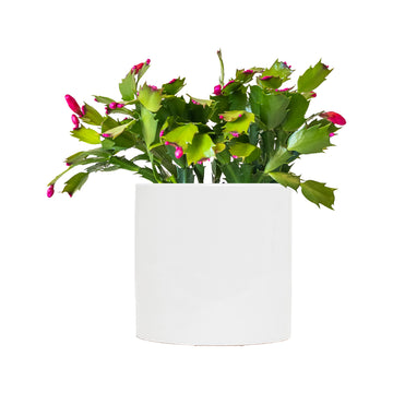 christmas pots for cactus flower