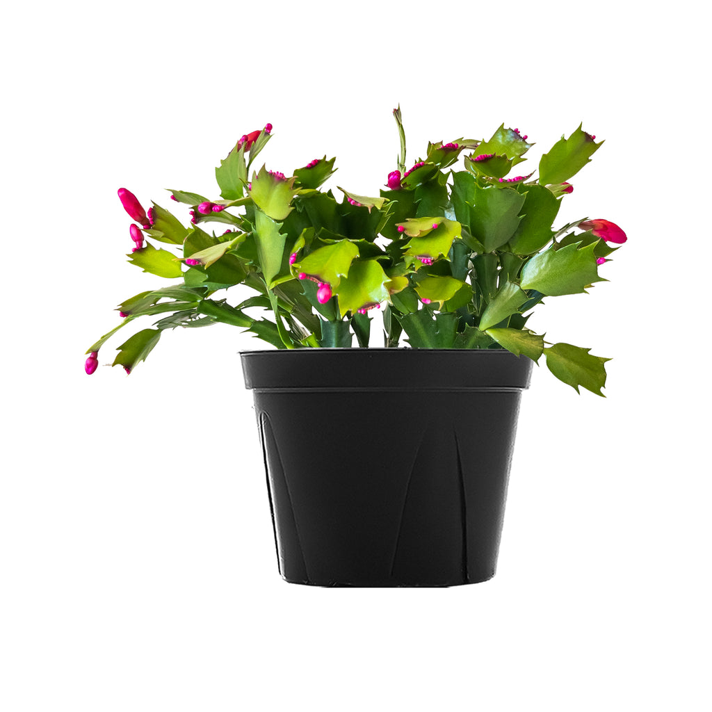 Red Holiday Cactus Large