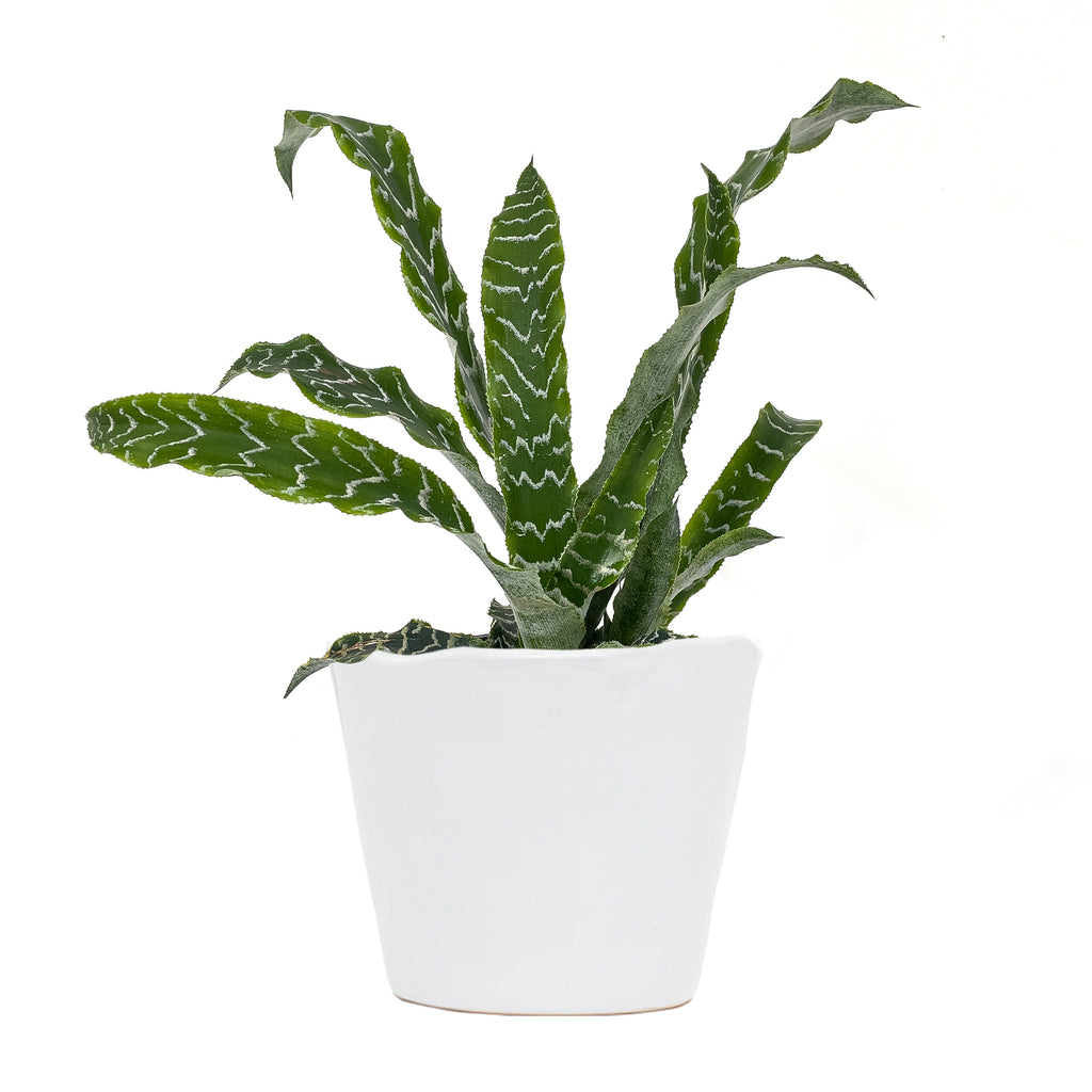 Cryptanthus Bonita Small