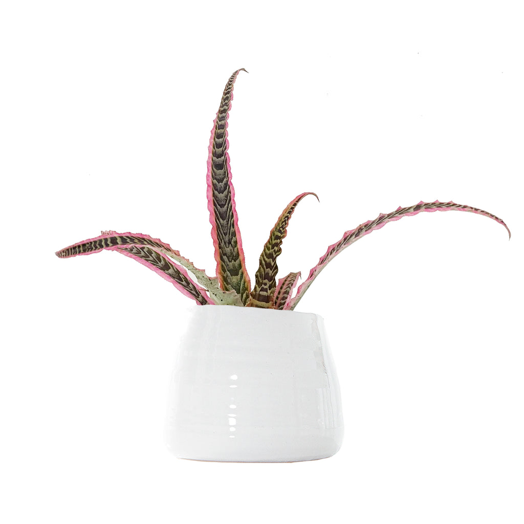 Cryptanthus Elaine Small