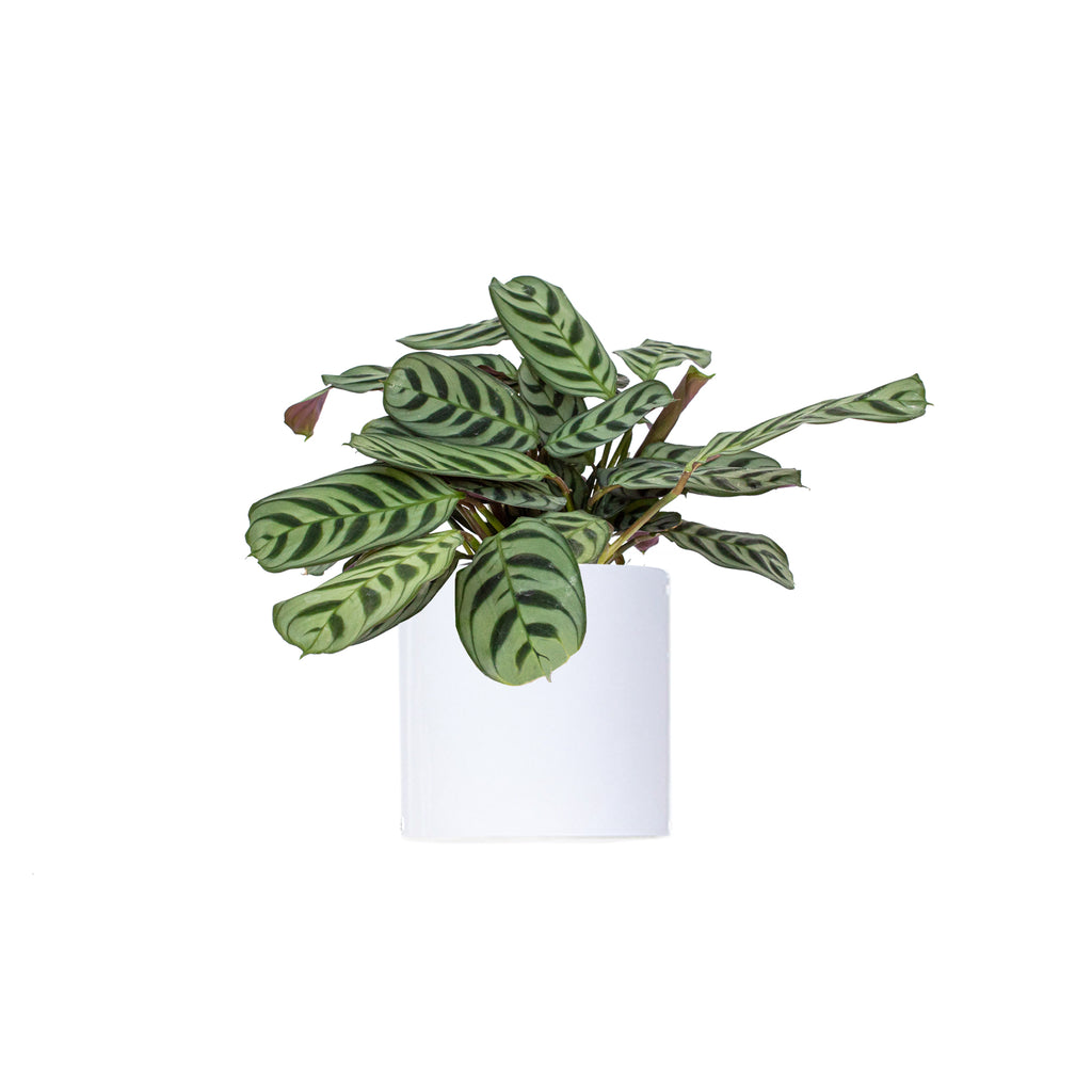 Ctenanthe Burle-Marxii Small