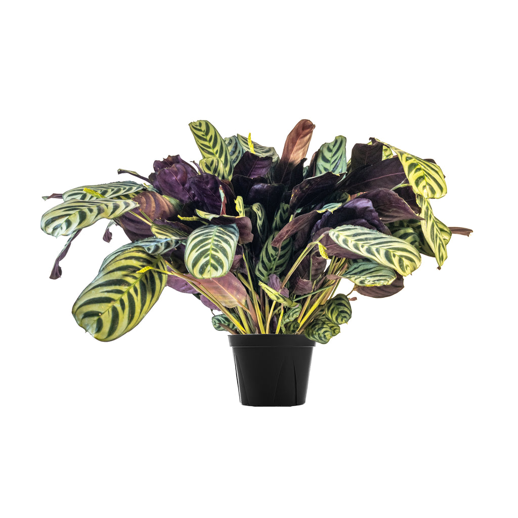 Ctenanthe Burle-Marxii Large