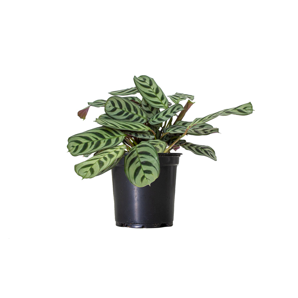 Ctenanthe Burle-Marxii Small