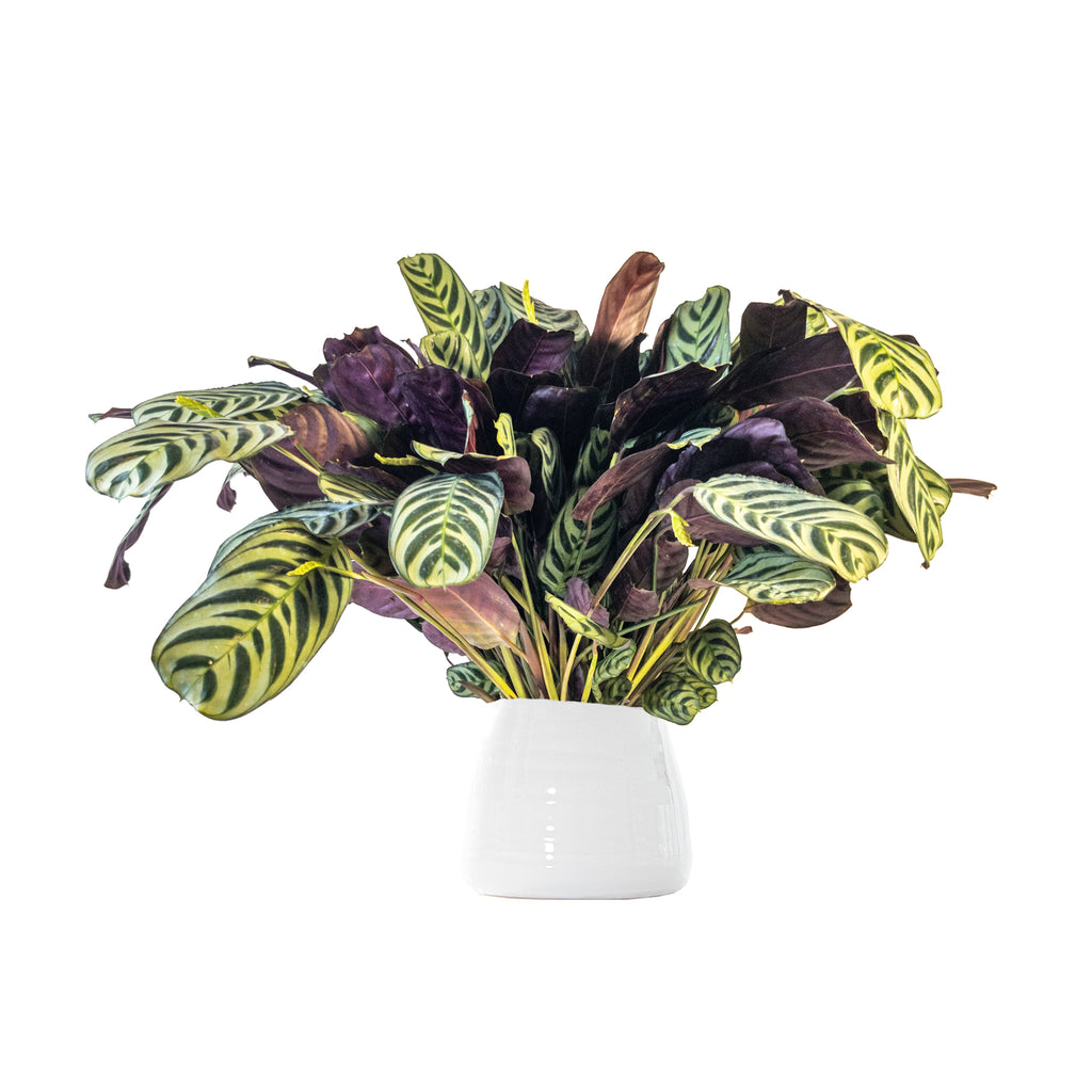 Ctenanthe Burle-Marxii Large