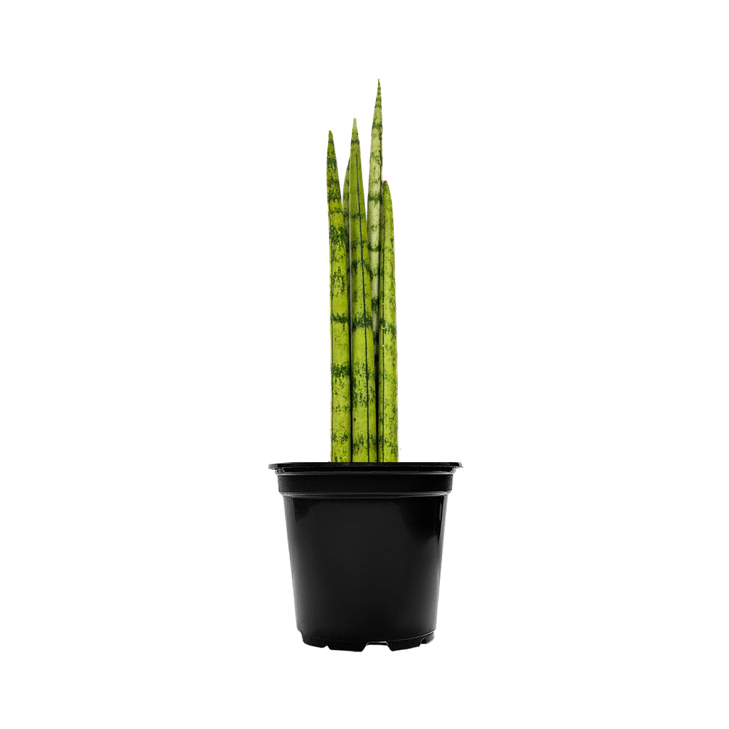 Sansevieria Cylindrica Crown Mini