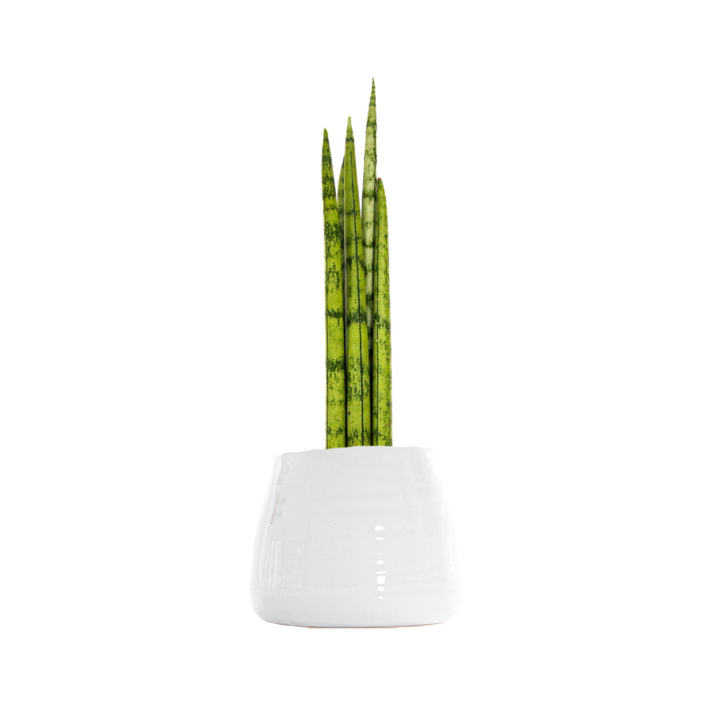 Sansevieria Cylindrica Crown Mini