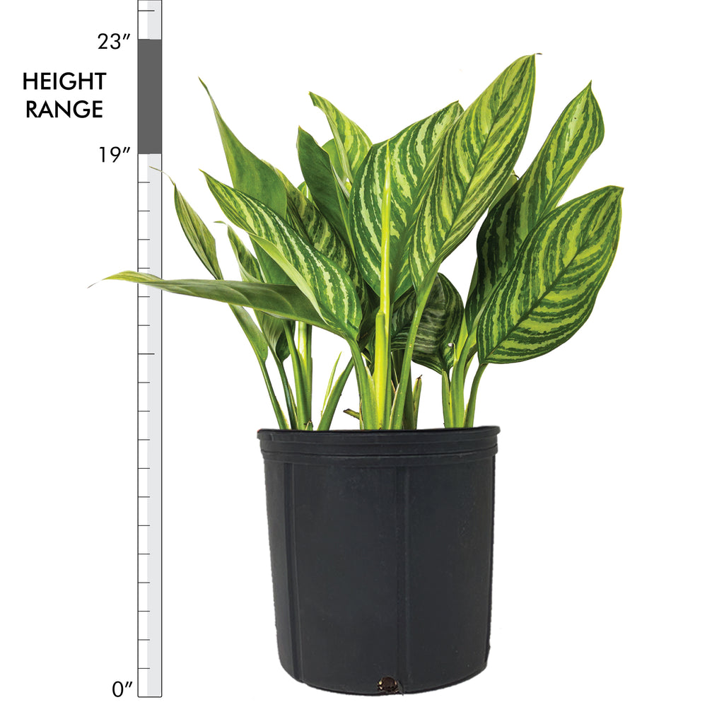 Chinese Evergreen Stripes Extra Large
