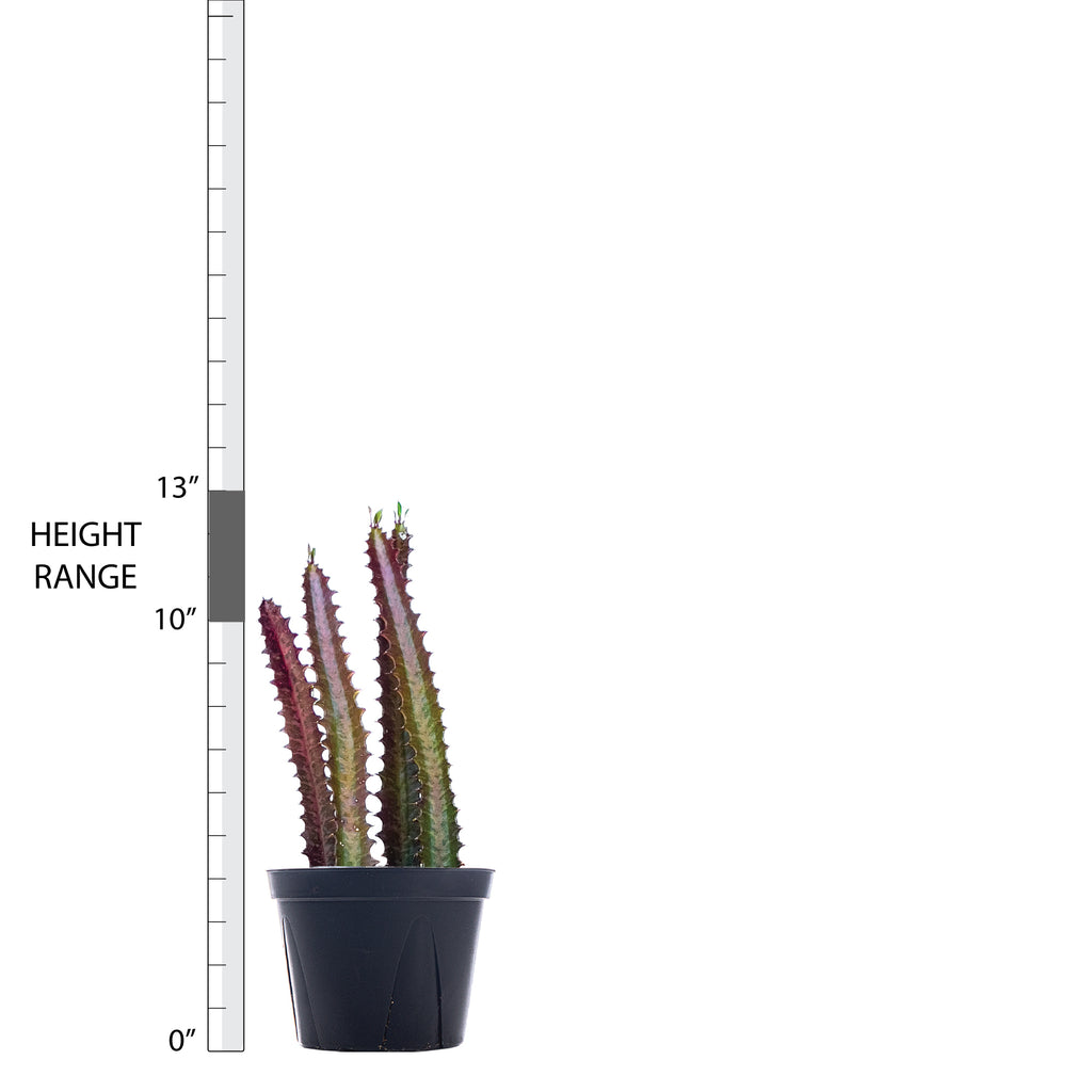 African Milk Tree 'Rubra' Large