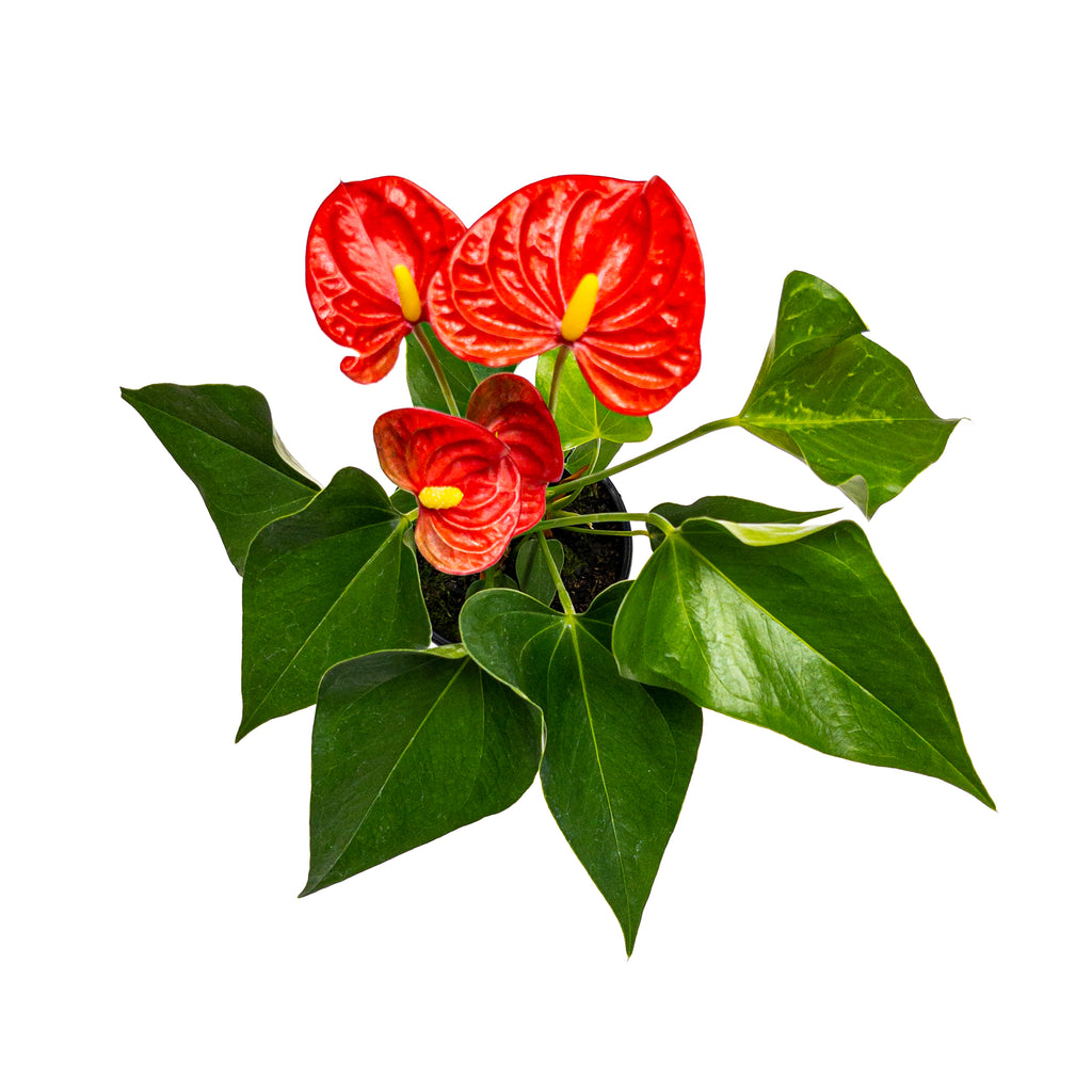 Red Anthurium Small