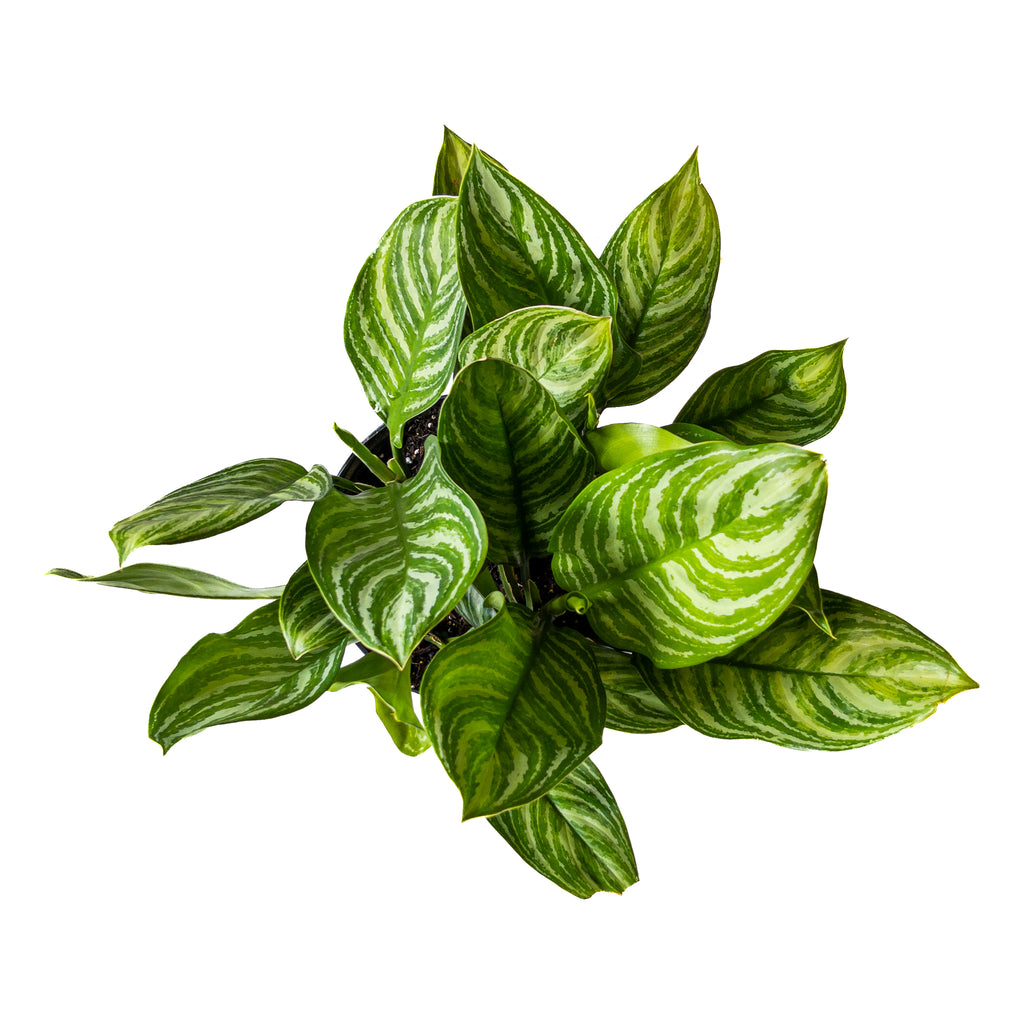Chinese Evergreen Stripes