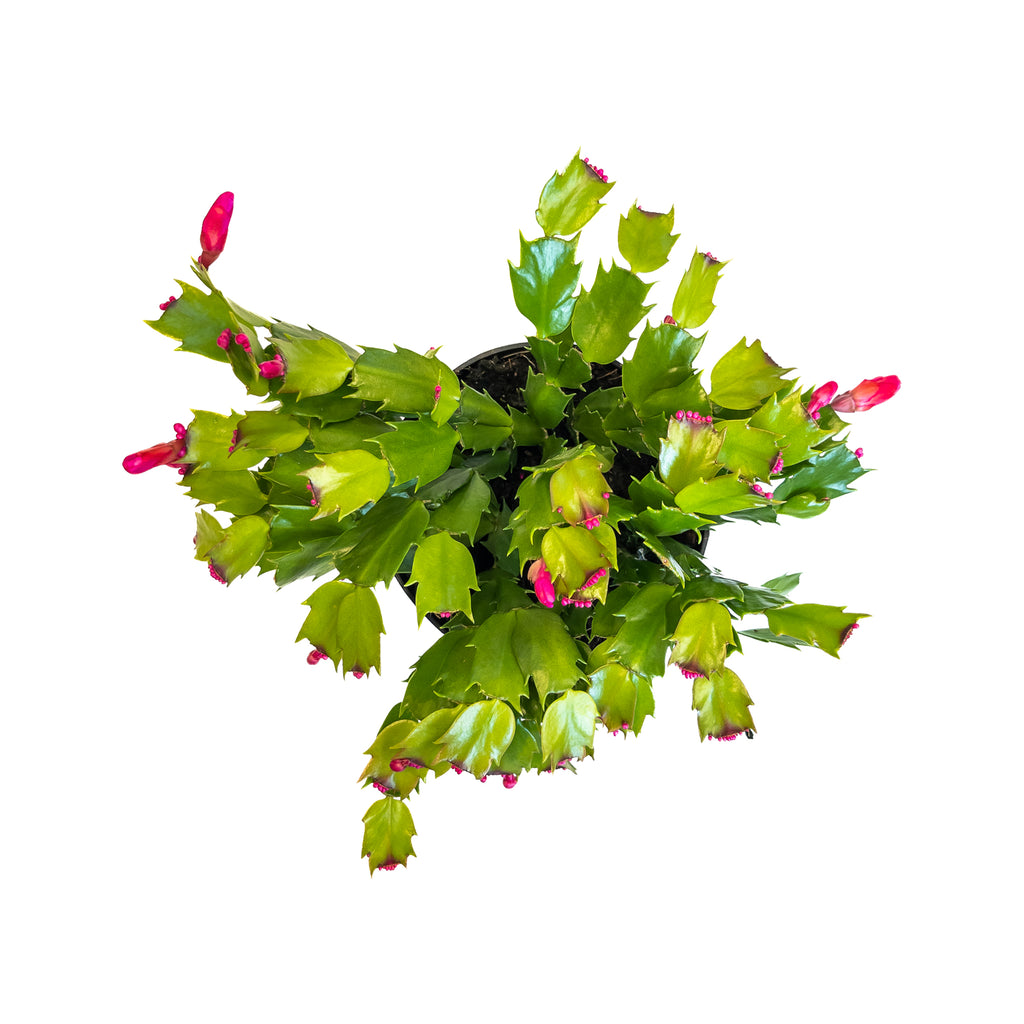 Red Holiday Cactus Large