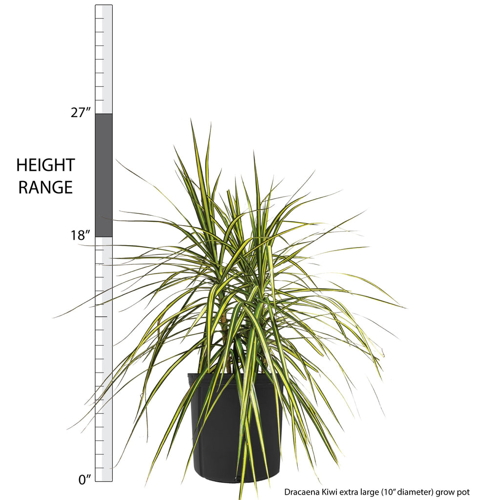 Dracaena Kiwi Extra Large