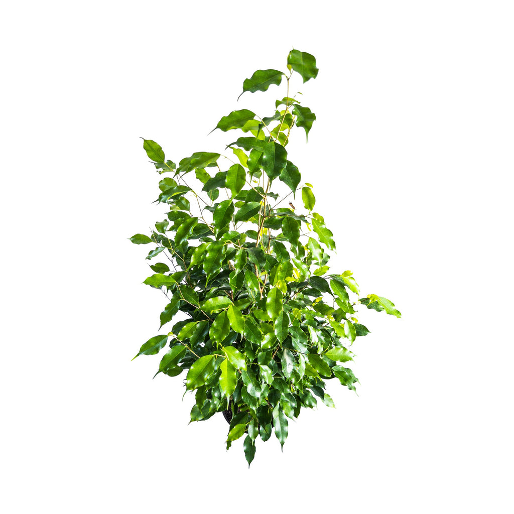 Ficus benjamina Braid Extra Large