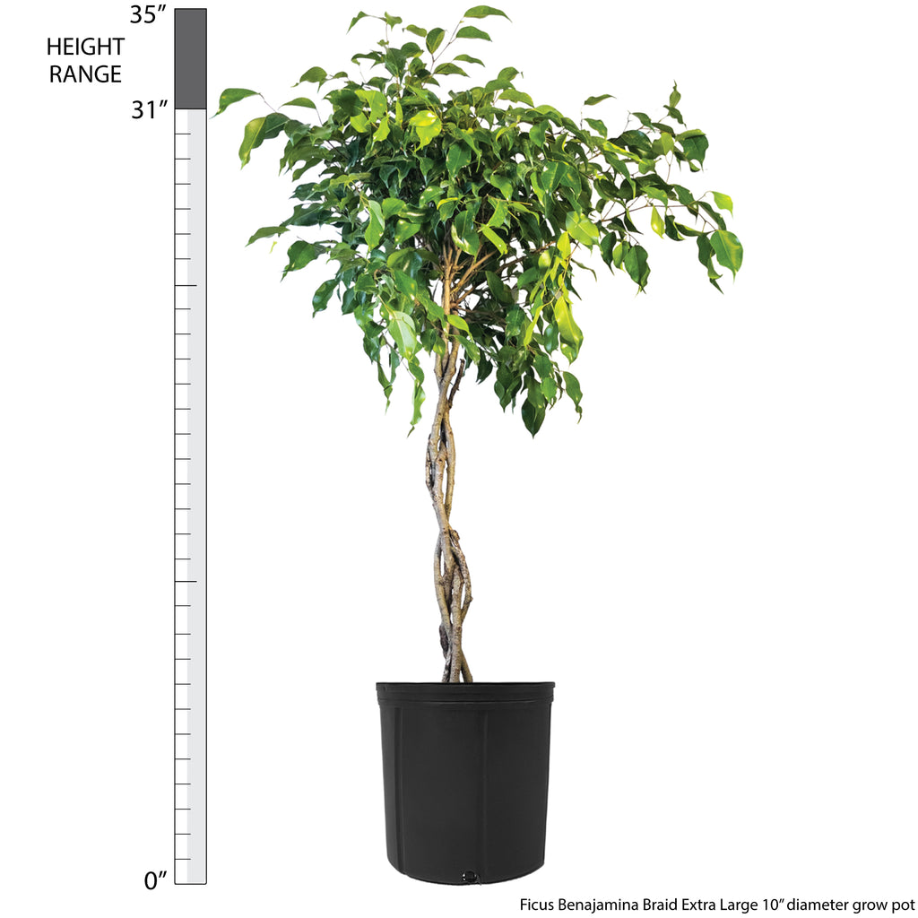 Ficus benjamina Braid Extra Large