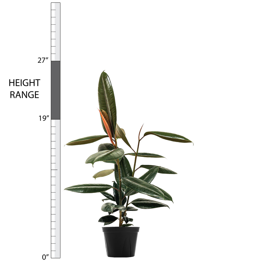 Rubber Tree Large