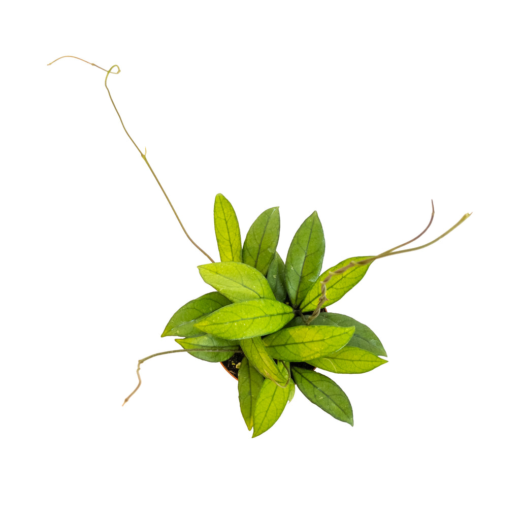 Hoya crassipetiolata Small