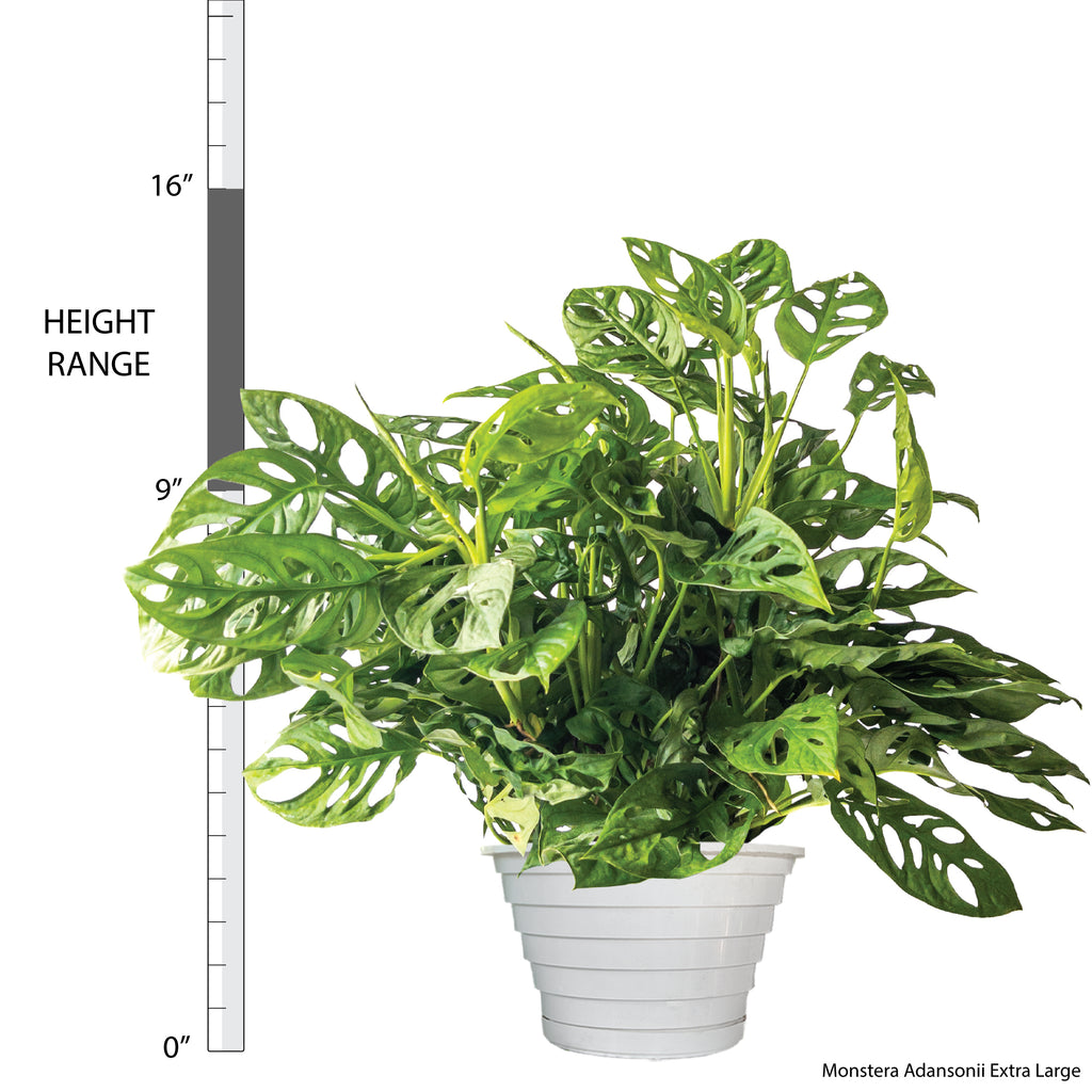 Monstera adansonii | Buy Indoor Plants Online | Planterina