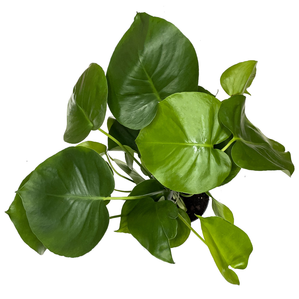 Monstera Deliciosa Large