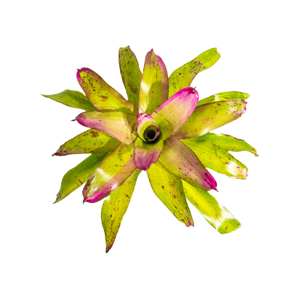 Bromeliad Sibella Large