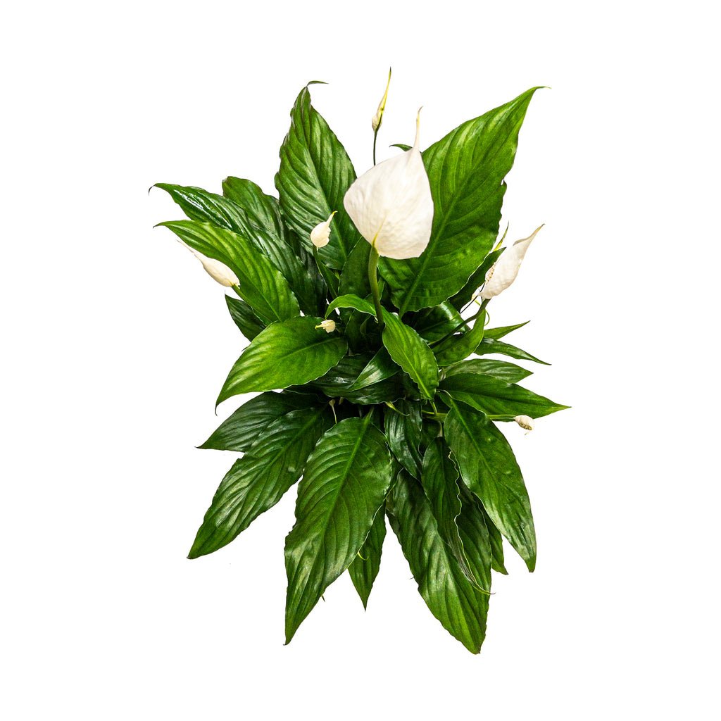 Peace Lily Sweet Chico Large