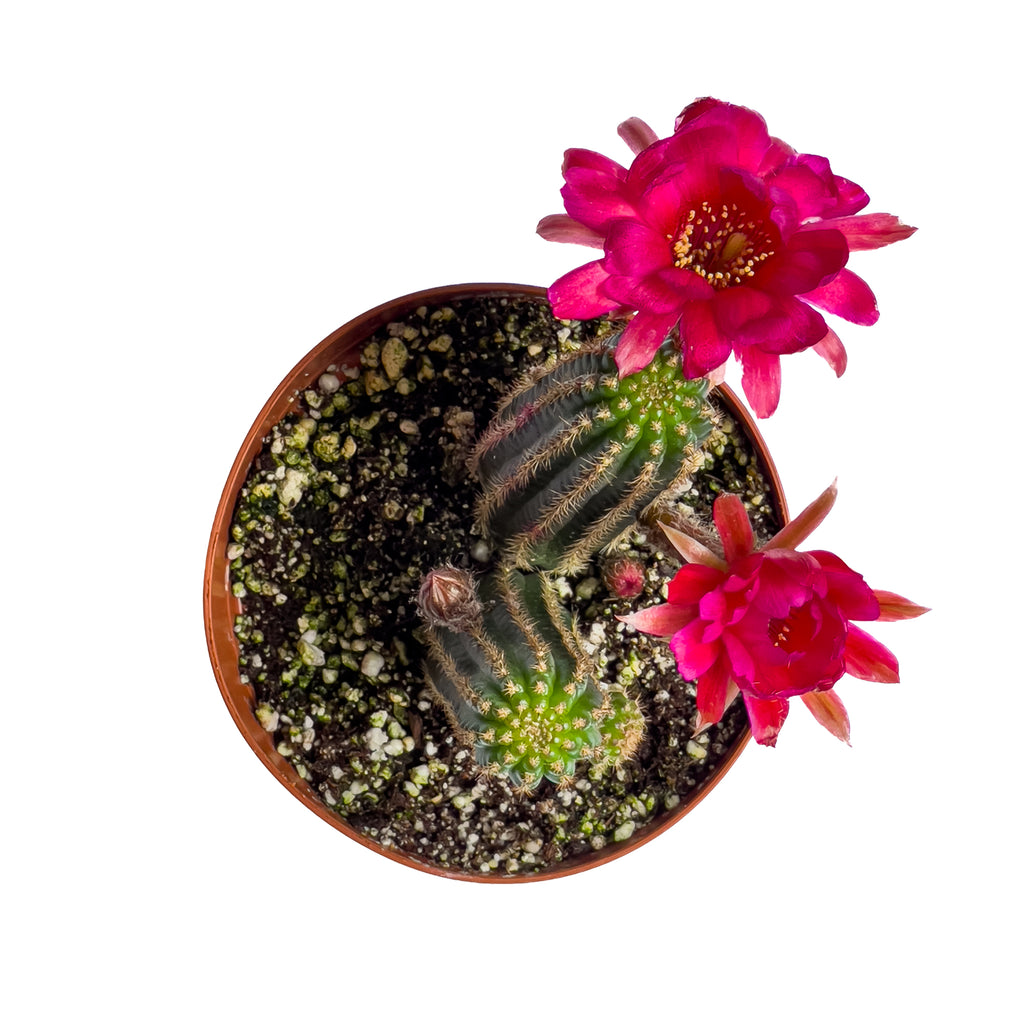 Rose Quartz Cactus