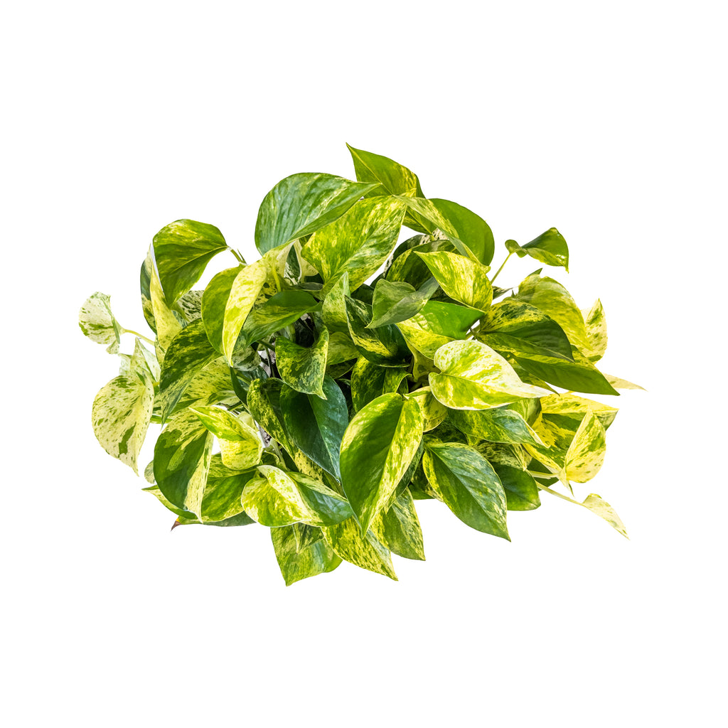 Pothos Marble Queen Extra Large