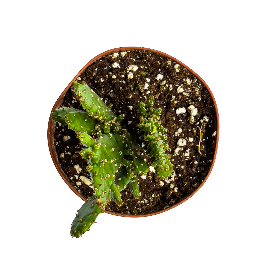 Small Prickly Pear Cactus
