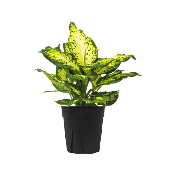 Dieffenbachia Amy Large