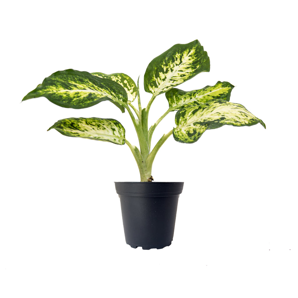 Dieffenbachia Amy Mini
