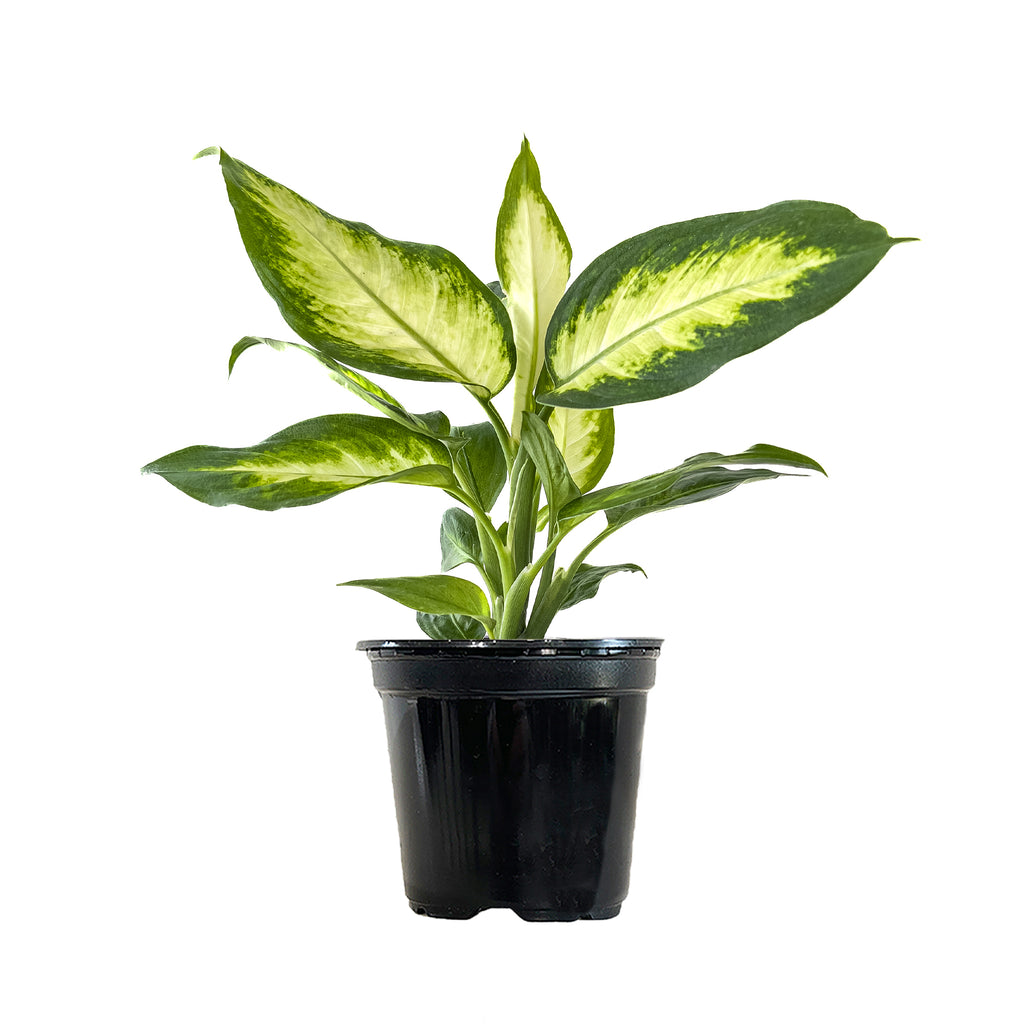 Dieffenbachia Camille Small