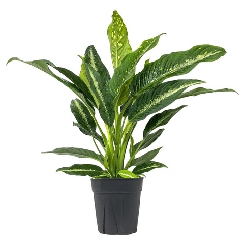 Dieffenbachia Cougar Extra Large