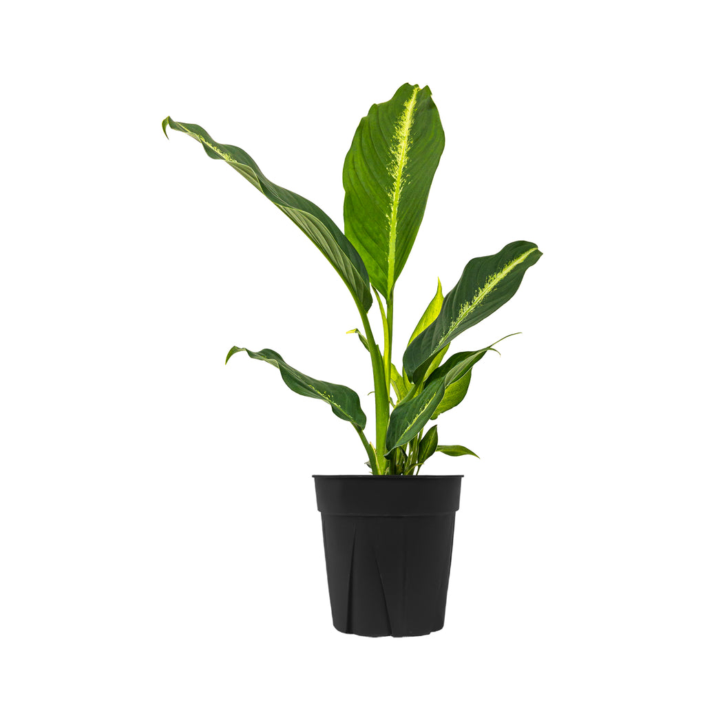 Dieffenbachia Cougar Large