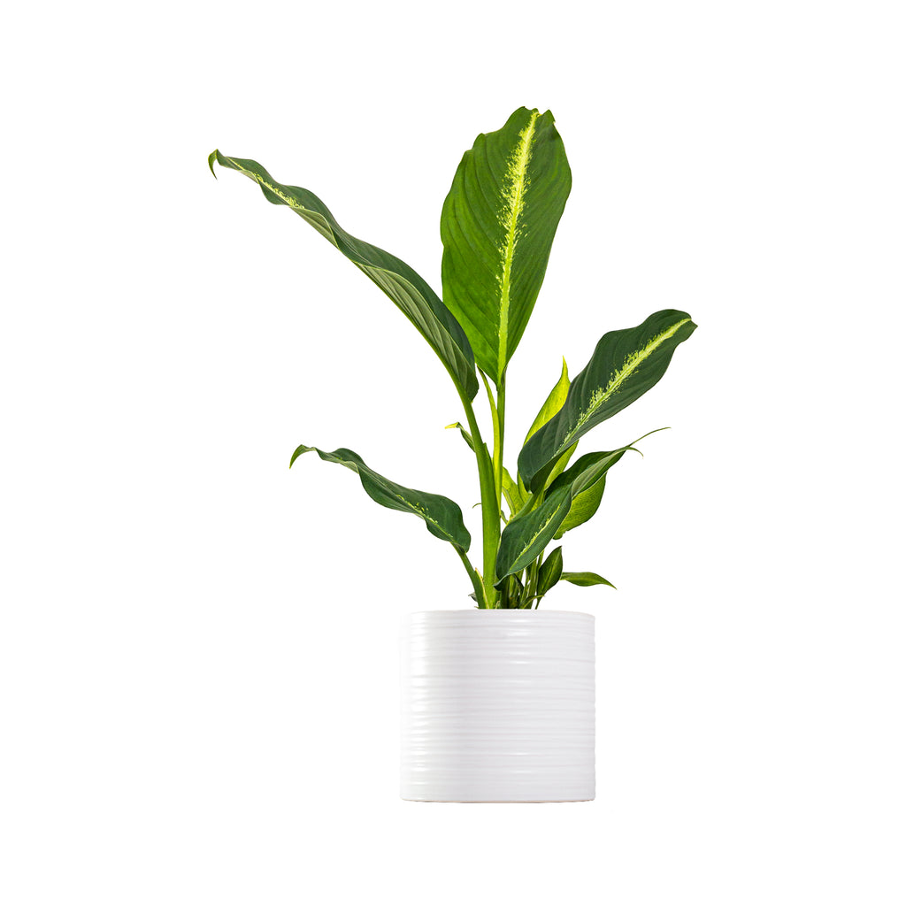 Dieffenbachia Cougar Large