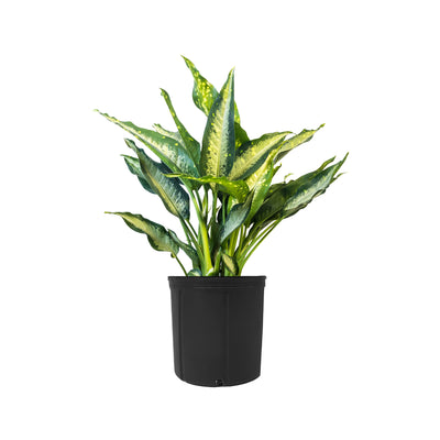 Dieffenbachia Panther Extra Large