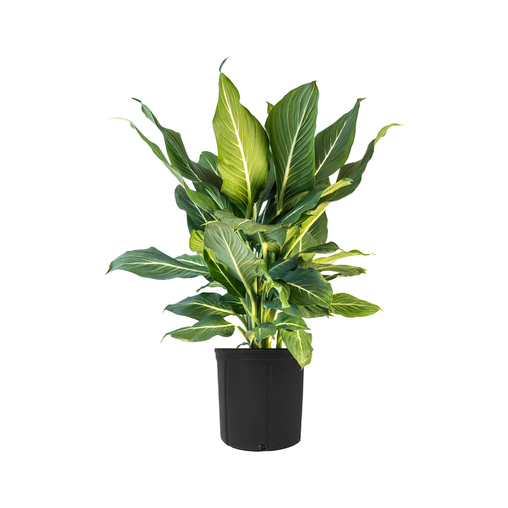 Dieffenbachia Sterling Extra Large